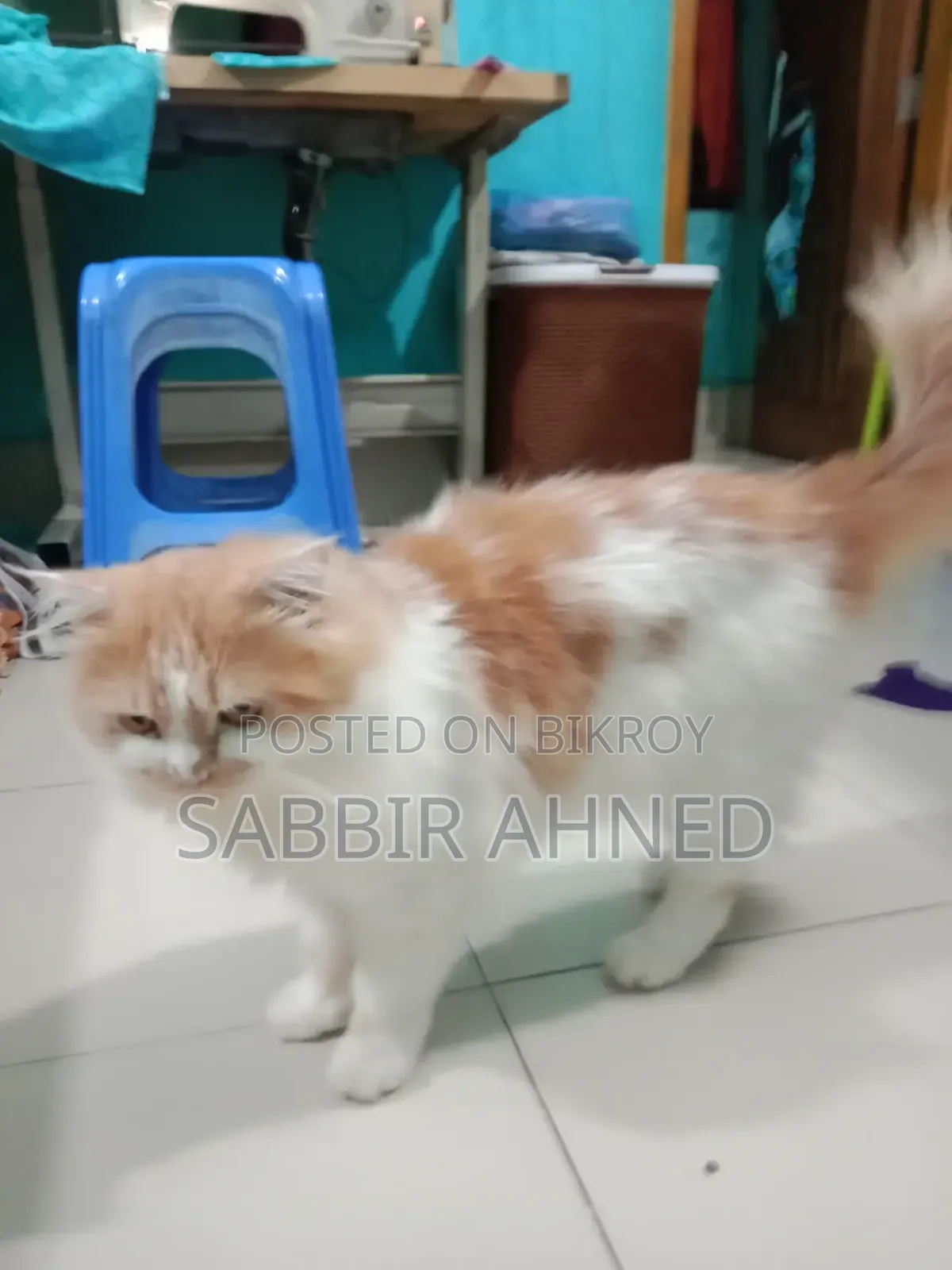 ১+ বছরের পুরুষ পার্সিয়ান মিক্স বিড়াল