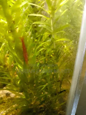 সেমি প্লান্টেড অ্যাকোরিয়াম