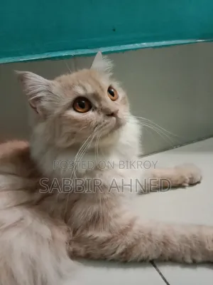 ১+ বছরের মাদি পার্সিয়ান মিক্স বিড়াল