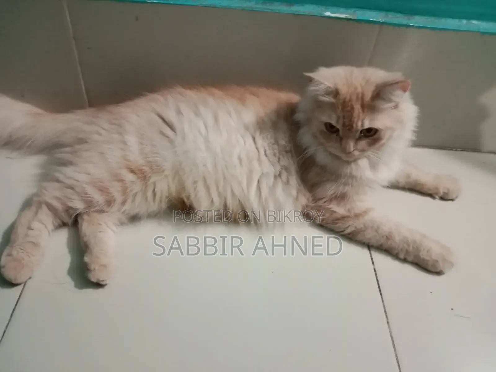 ১+ বছরের মাদি পার্সিয়ান মিক্স বিড়াল