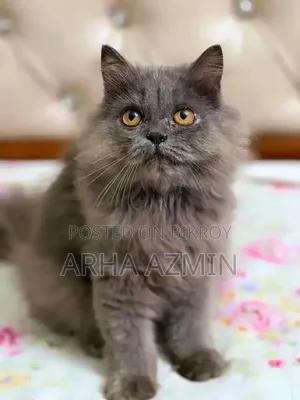 1+ Year Male Purebred Persian