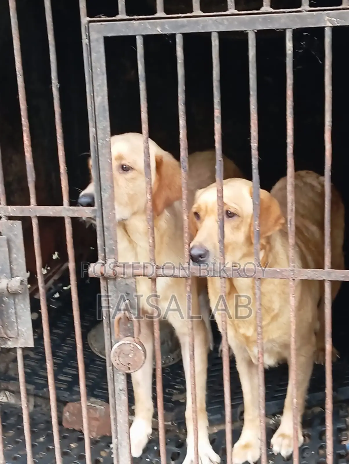 1+ Year Female Purebred Labrador Retriever