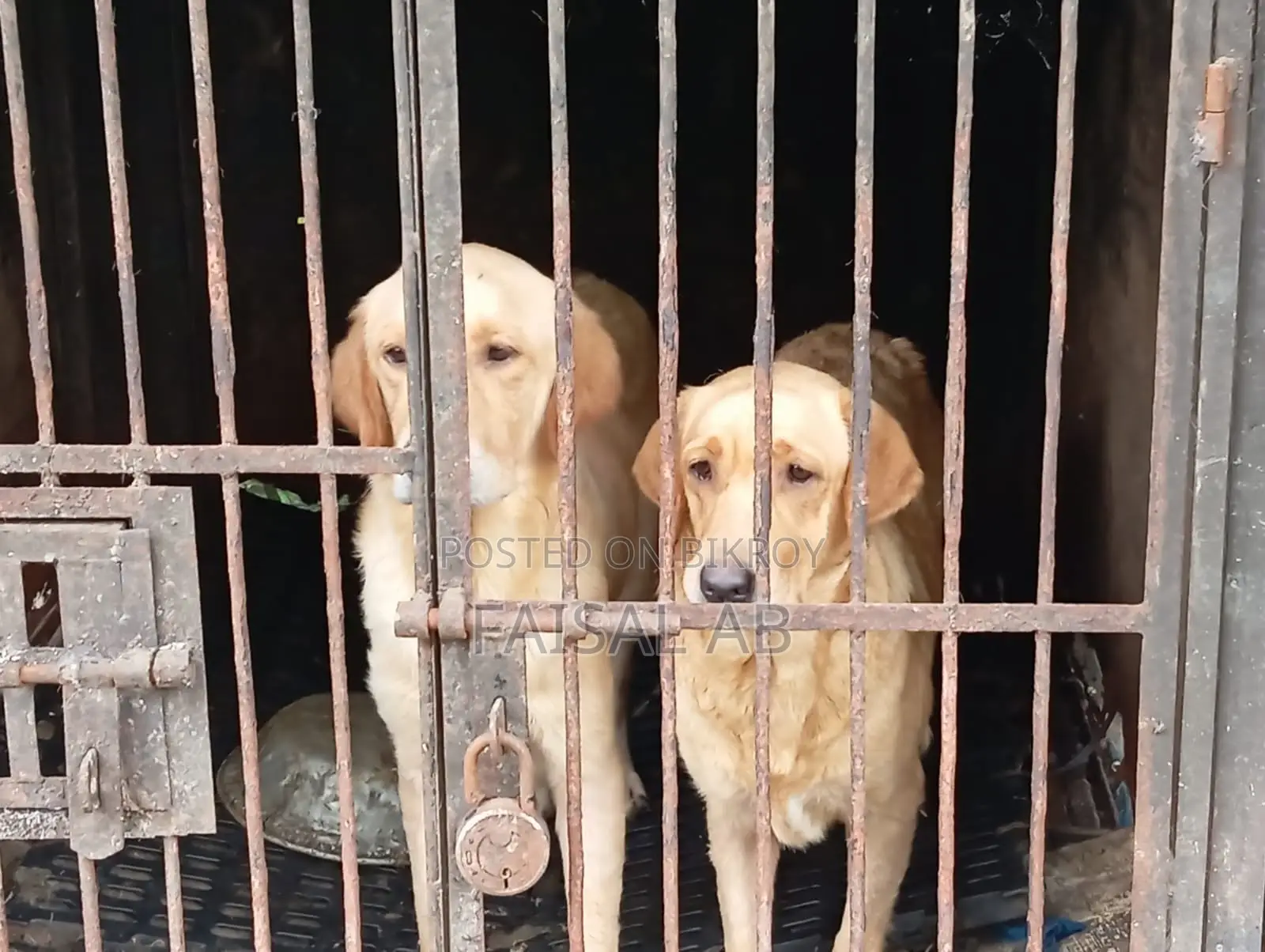 1+ Year Female Purebred Labrador Retriever