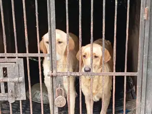 ১+ বছরের নারী খাঁটি জাতের ল্যাব্রাডর রিট্রিভার