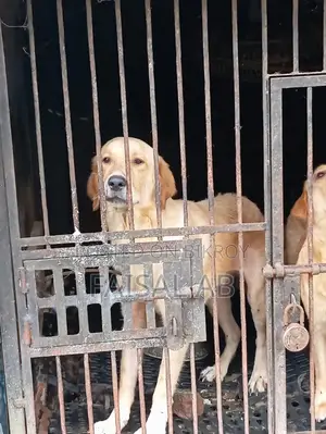 1+ Year Female Purebred Labrador Retriever
