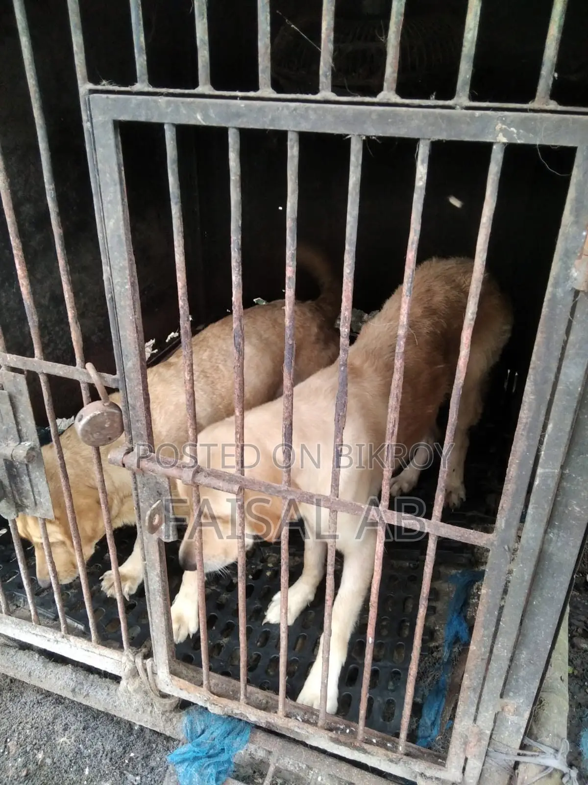 1+ Year Female Purebred Labrador Retriever