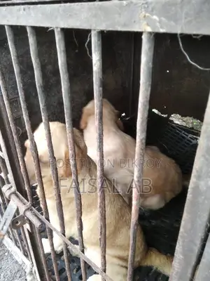 1+ Year Female Purebred Labrador Retriever