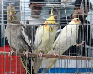 Cocktail 'S