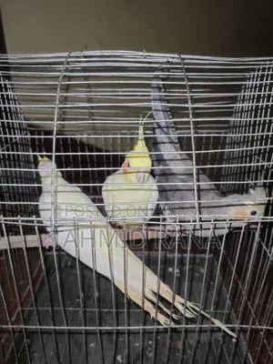 Cocktail 'S