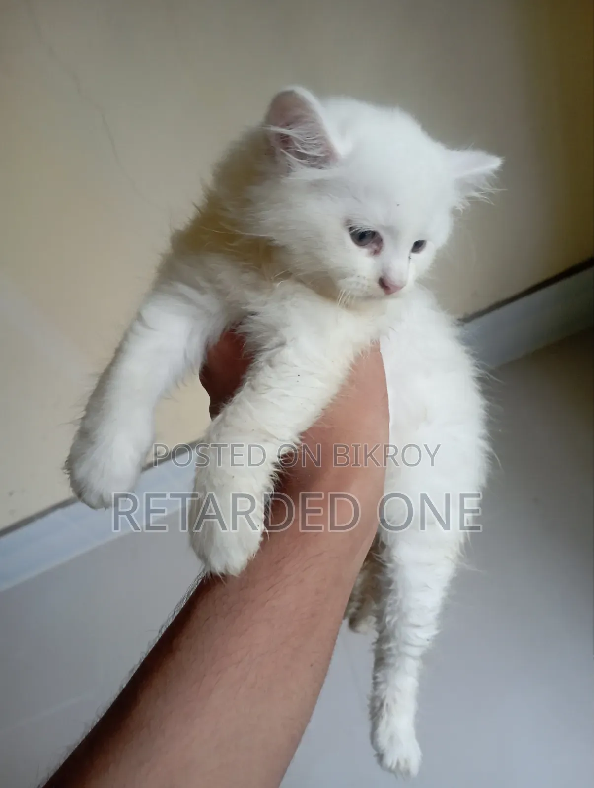 1-3 Months Female Purebred Persian