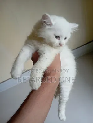 1-3 Months Female Purebred Persian