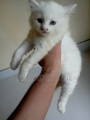 1-3 Months Female Purebred Persian