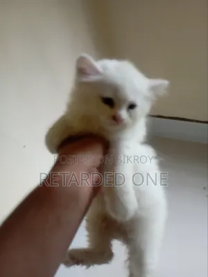 1-3 Months Female Purebred Persian