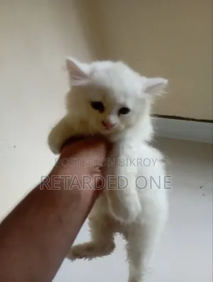 1-3 Months Female Purebred Persian
