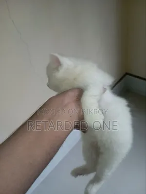 1-3 Months Female Purebred Persian