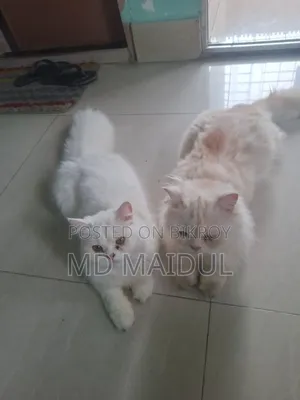 1+ Year Male Purebred Persian