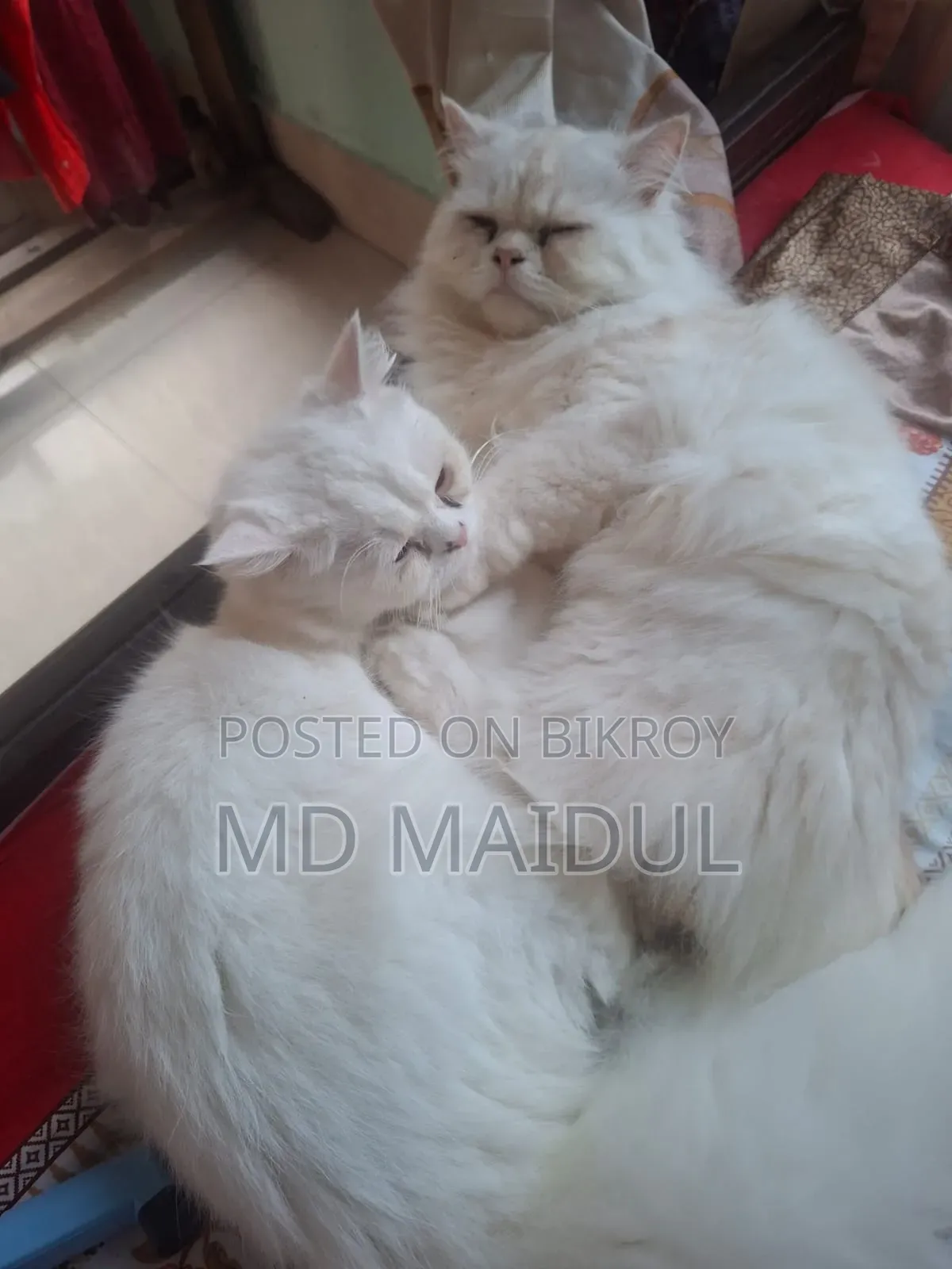 1+ Year Male Purebred Persian