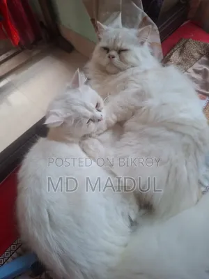1+ Year Male Purebred Persian
