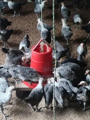 Two-month-old Egyptian Fayoumi chickens for sale