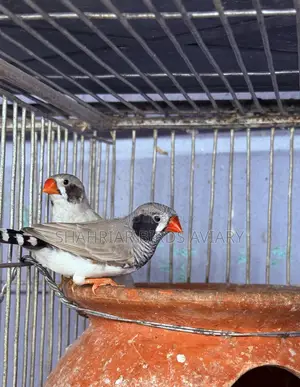 বিবি ফিঞ্চ পাখি