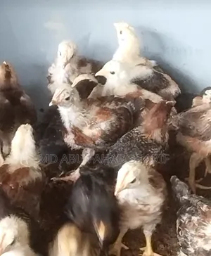 Tiger Chicken