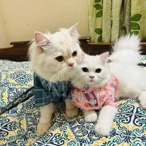 1+ Year Male Purebred Persian