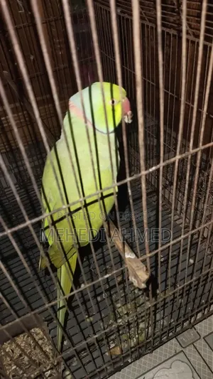 ইন্ডিয়ান রিংনেক টিয়া পাখি