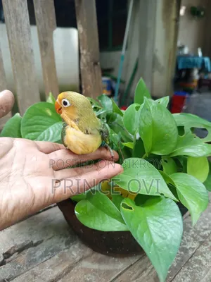 লাভ বার্ড বেবি