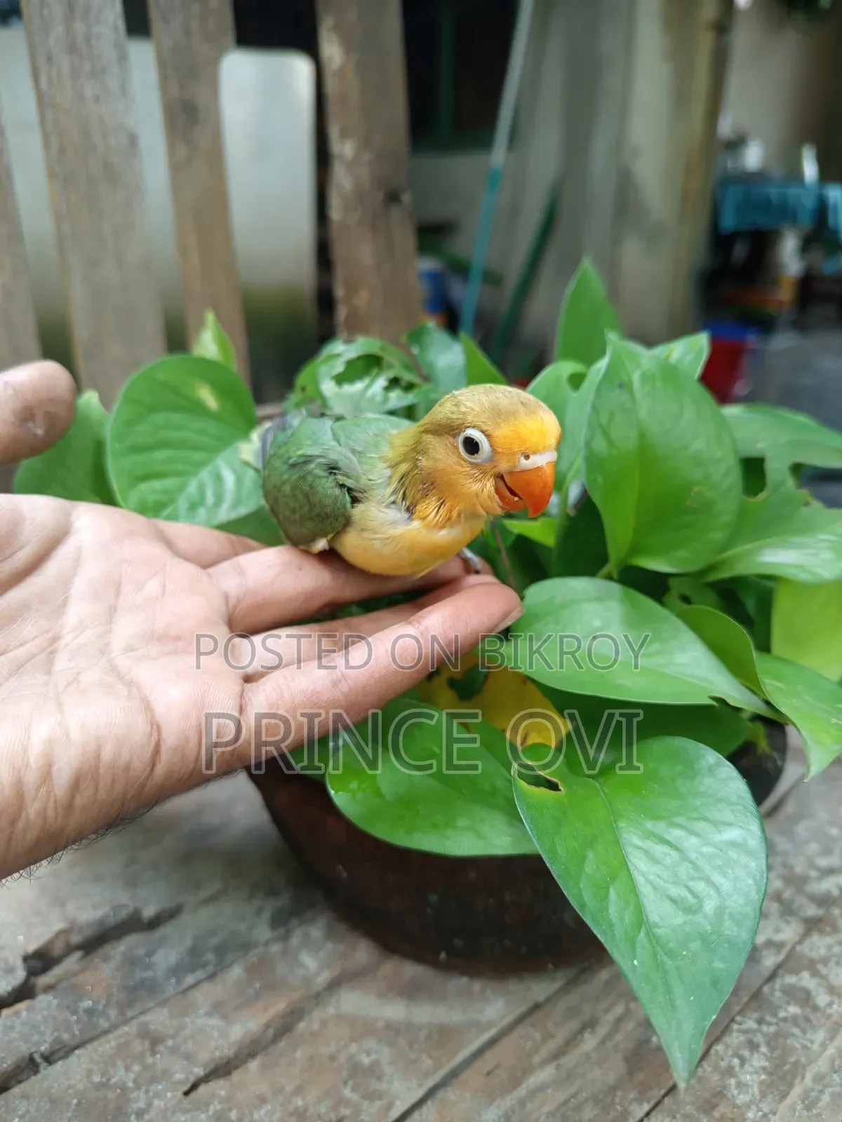 লাভ বার্ড বেবি