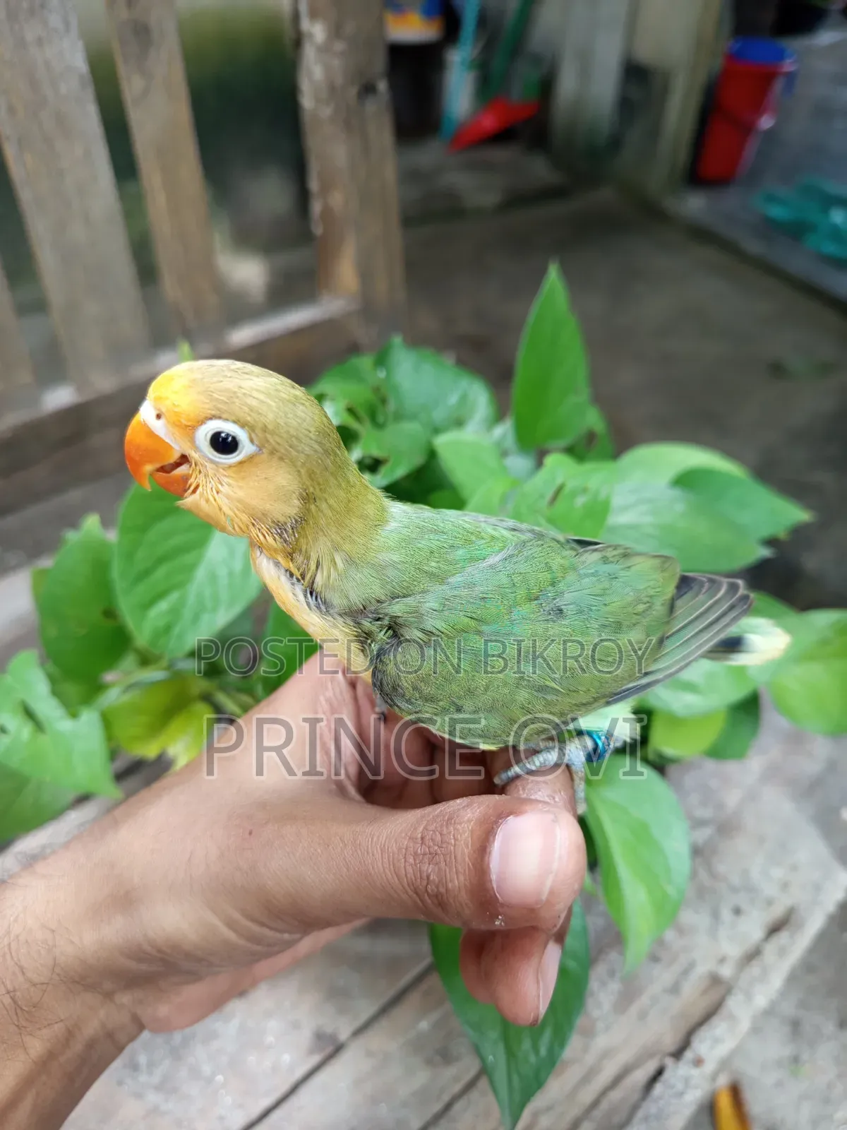 লাভ বার্ড বেবি