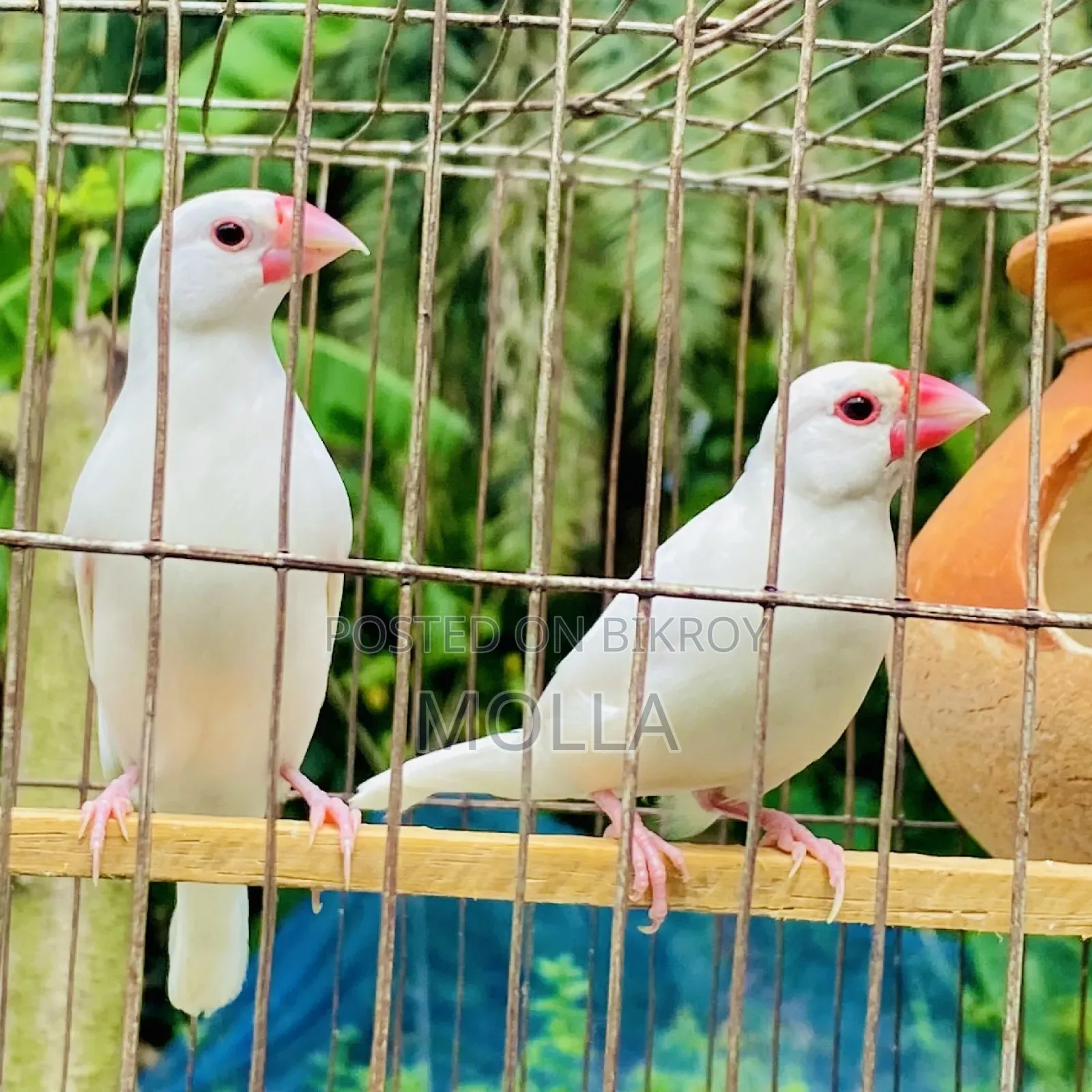 জাভা ডিম আছে সাথে মাস্টার পেয়ার ফ্রেশ