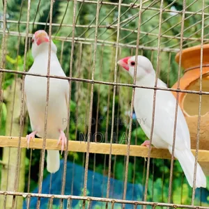 জাভা ডিম আছে সাথে মাস্টার পেয়ার ফ্রেশ