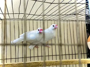 জাবা সাদা কালার