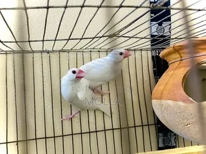 Java White Color