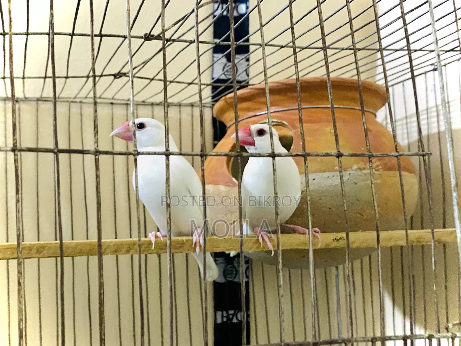 Java White Color