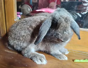 Holland Lop Rabbit Female