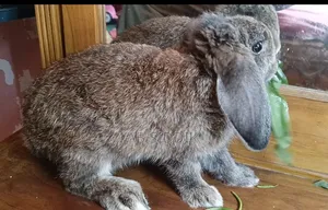 Holland Lop Rabbit Female