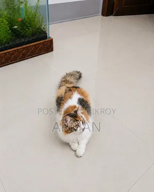 ৬-১২ মাস বয়সী ফিমেল পিউরব্রেড পার্সিয়ান