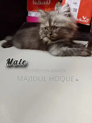 ১-৩ মাসের মেল মিক্সড ব্রিড পার্সিয়ান