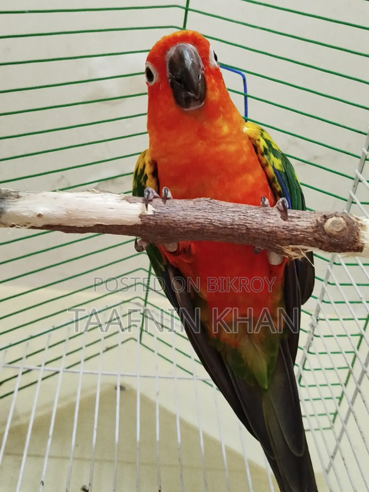 Red Dominate Sun Conure