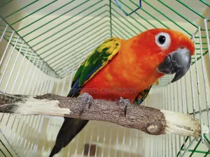 Red Dominate Sun Conure