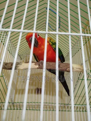 Red Dominate Sun Conure