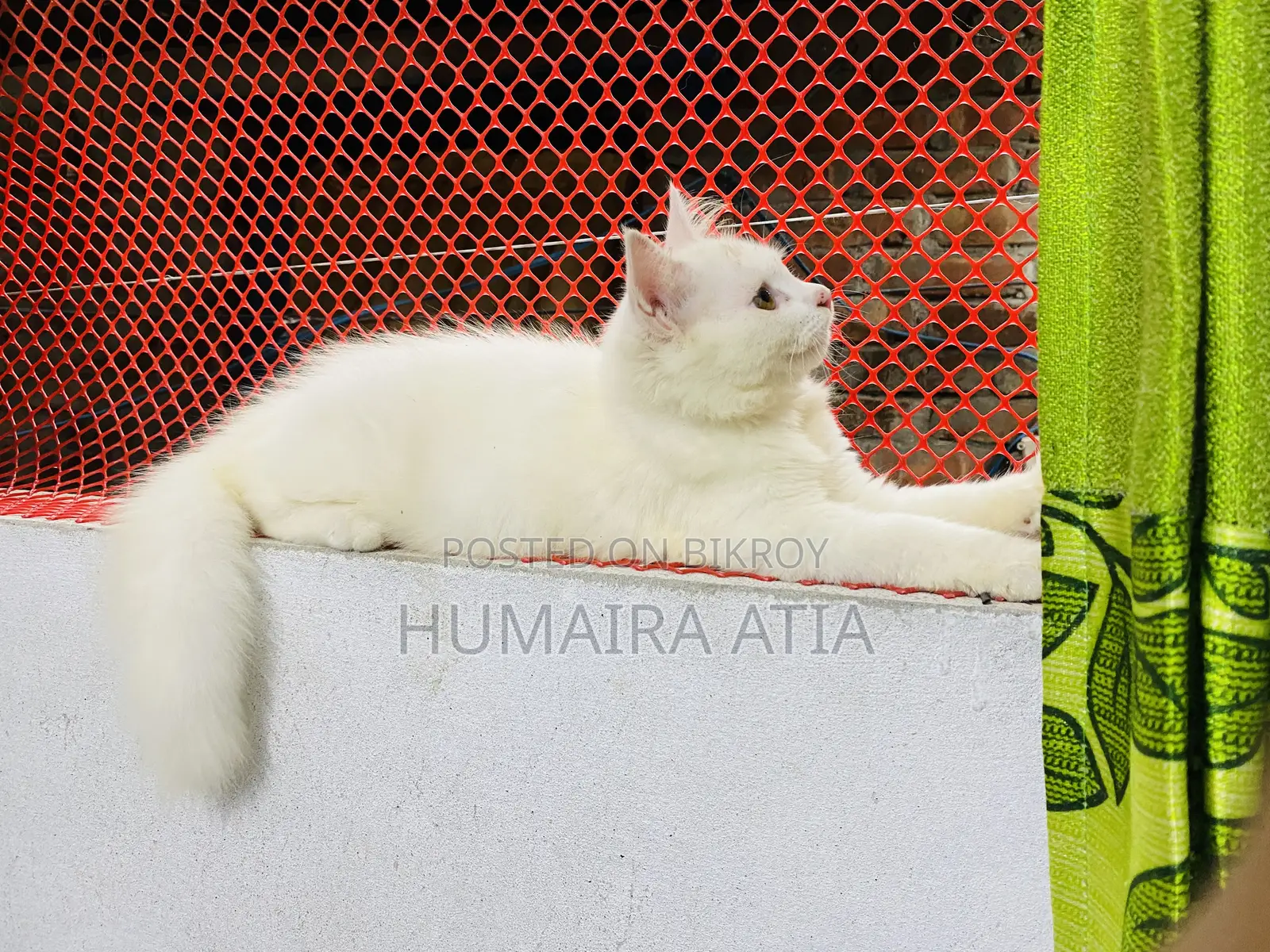 1-3 months Male Purebred Persian