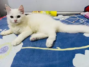 1-3 months Female Purebred Persian