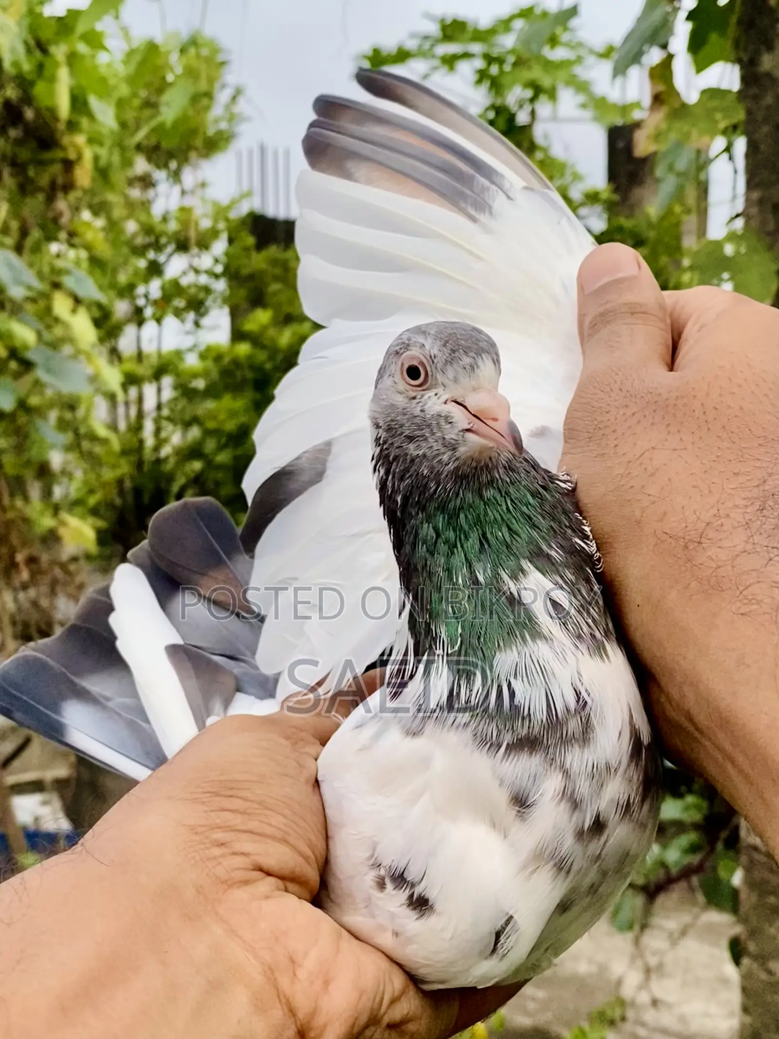 আমদানিকৃত রানিং গোল্ডেন মাদি
