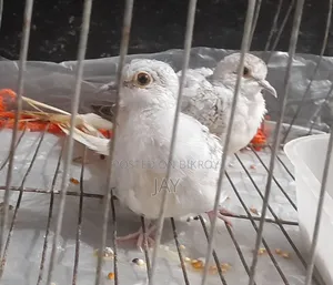 সিলভার ডায়মন্ড ডাভ