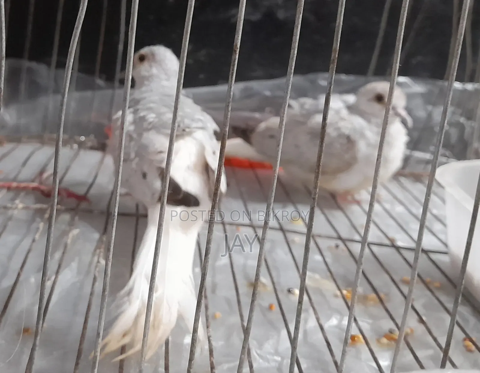 সিলভার ডায়মন্ড ডাভ