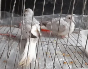 সিলভার ডায়মন্ড ডাভ