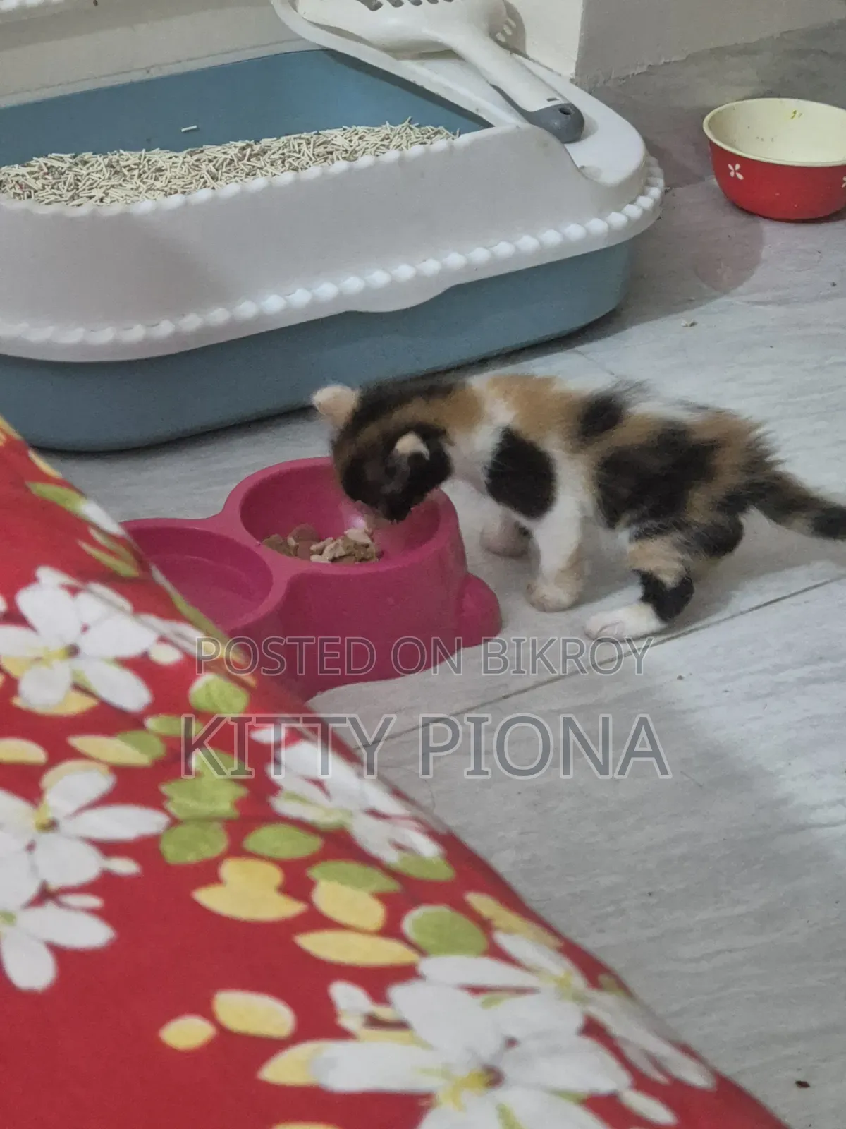 1-3 Months Female Purebred Persian