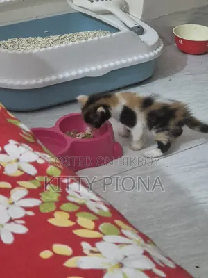 1-3 Months Female Purebred Persian